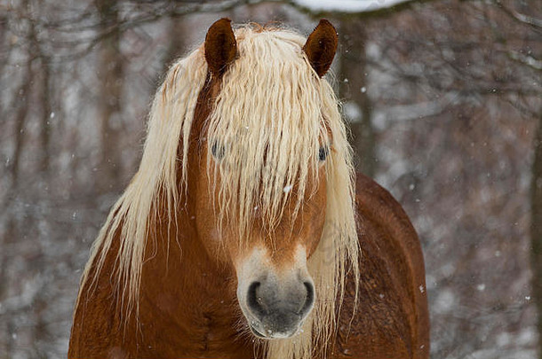 美丽的马在雪下被捕获！访问我的个人资料<strong>查看更多</strong>捕获！