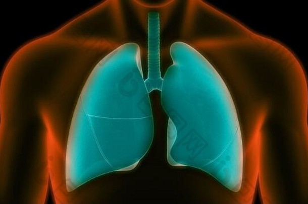 人体呼吸<strong>系统</strong>肺解剖