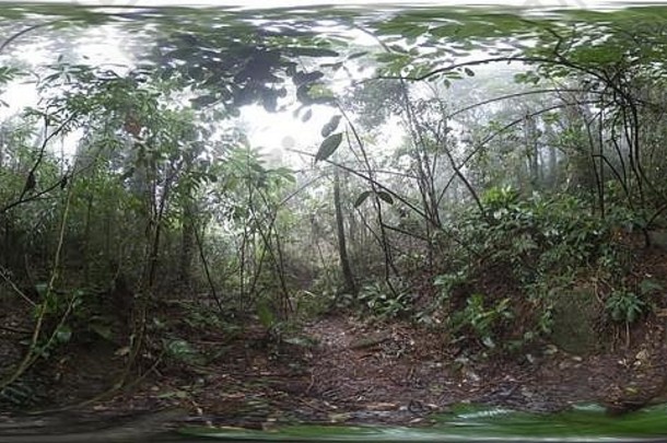 浓密的绿色雨林中的小径，树木隐藏在雾中，4K 360照片