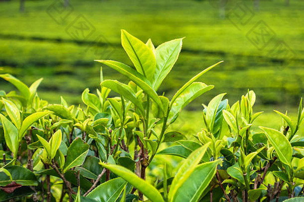 著名的绿色茶种植园景观视图lipton吗座位哈普塔莱斯里兰卡斯里兰卡