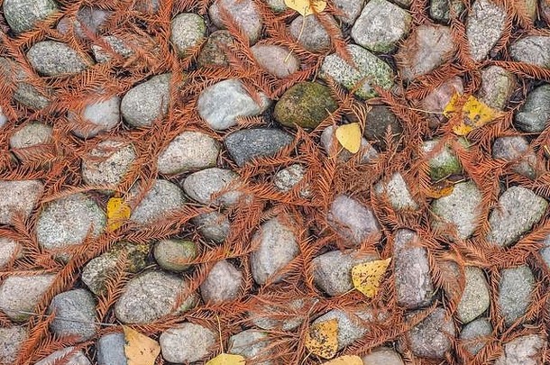 背景纹理小石头覆盖棕色（的）针秋天华沙波兰