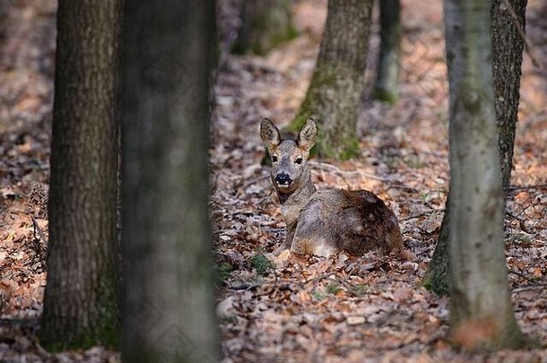 欧洲罗伊鹿卡普雷奥勒斯卡普雷奥勒斯常见的鹿欧洲森林林地梅多斯捷克共和国