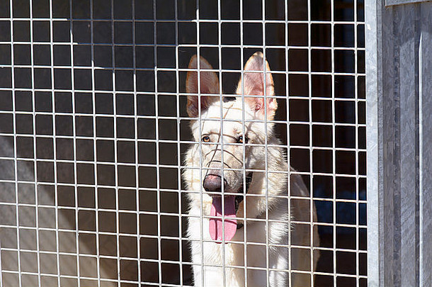 德国牧羊犬在狗救援中心的狗舍里等待机会被重新安置