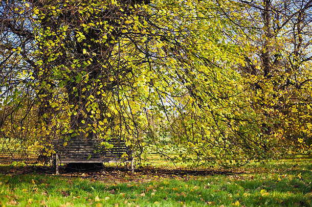 木板凳上美丽的树黄色的叶子秋天季节隐藏公园曼联王国