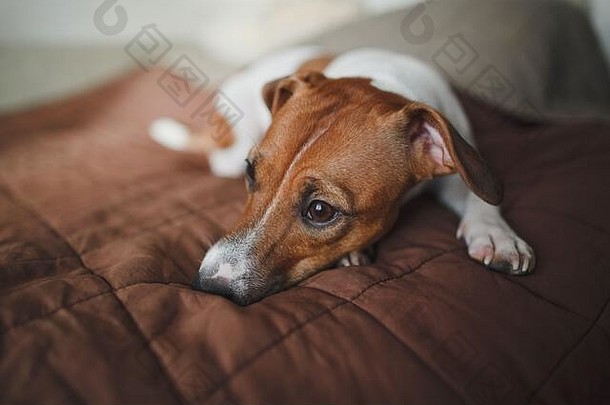悲伤的狗品种杰克罗素梗谎言棕色（的）床罩床上距离