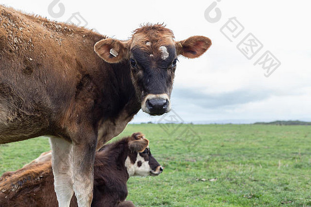 有趣的牛相机休息绿色场