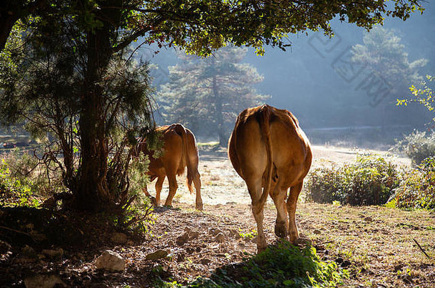 棕色（的）牛走草地早....日出山西班牙