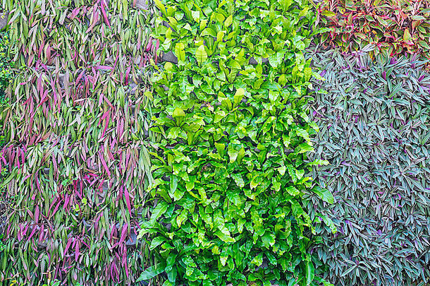类型植物墙背景