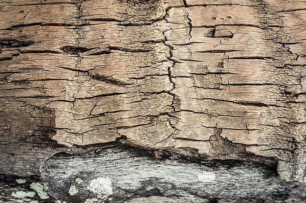 热带棕榈树岁的树皮纹理裂缝木背景