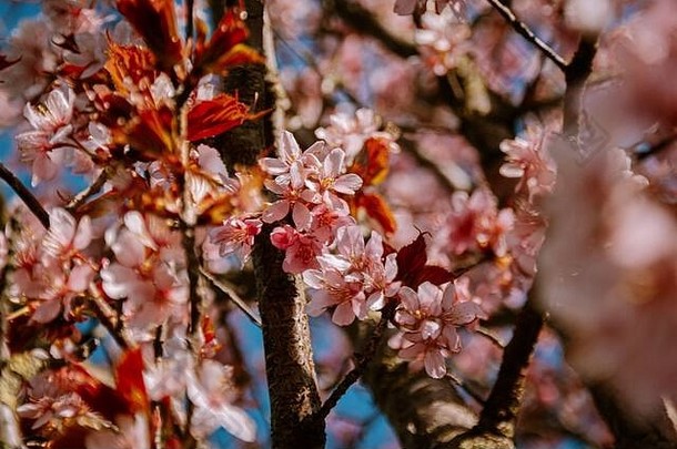 在荷兰一个明媚的春日，一棵开满鲜花的<strong>樱花</strong>树，粉红色的<strong>樱花</strong>树