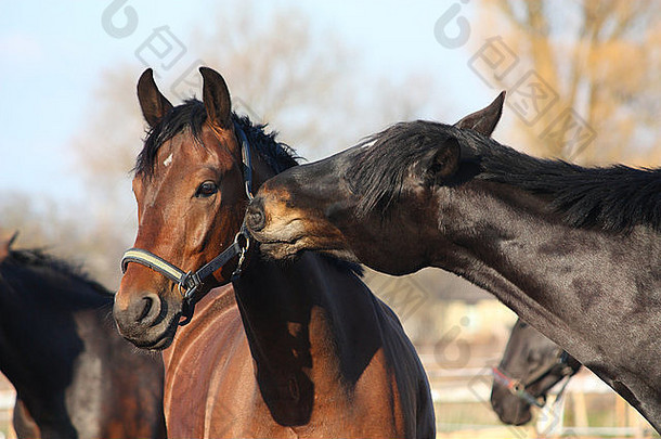 棕色和黑色的马相互摩擦