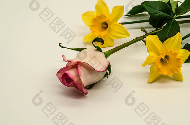 白色背景，白色玫瑰花蕾呈一定角度，边缘有粉红色边框，还有两朵黄色水仙花