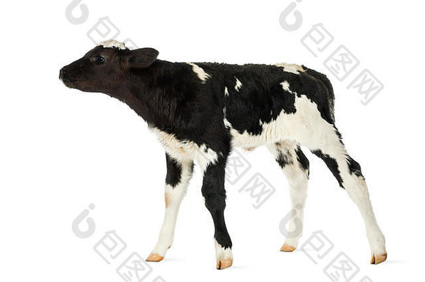 比利时蓝小牛，白色隔离带