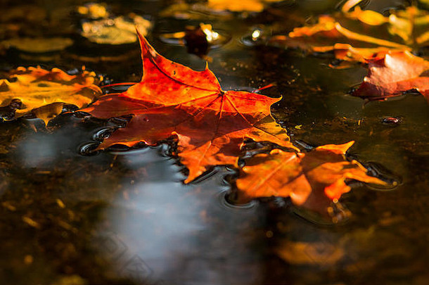 水上的黄红色秋天枫叶。水坑里五颜六色的秋叶。<strong>你好</strong>，<strong>九月</strong>，十月。拷贝空间