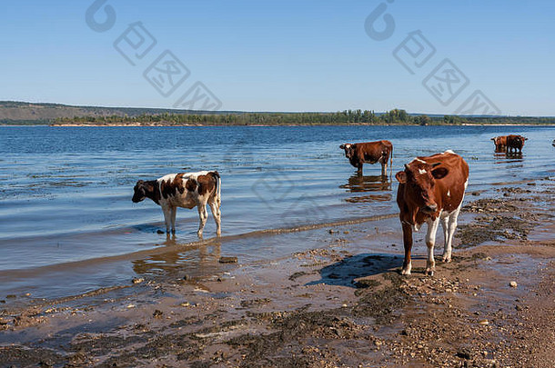 炎热的夏日午后，牛在河里凉快。