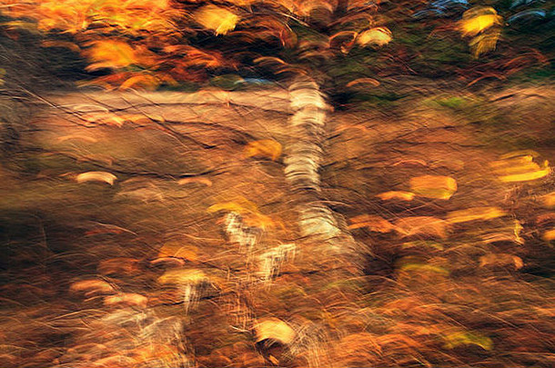 《一棵桦树和秋天的落叶》的印象派<strong>解读</strong>