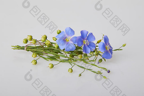 白色背景上的蓝色亚麻花。常用名称：普通亚麻或亚麻籽。特写镜头。