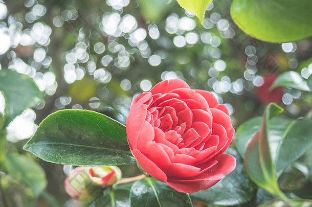 特写镜头视图美丽的温柔的粉红色的山茶花粳稻日本山茶花花花园柔和背景