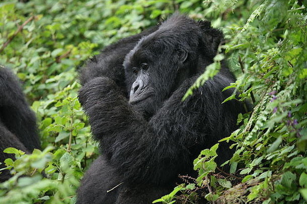 野生大猩猩动物卢旺达非洲热带森林