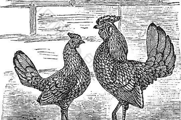 两个班塔姆鸡，复古雕刻。两只班塔姆鸡的古老雕刻插图。