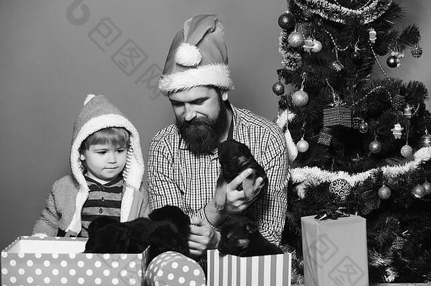 有胡子的爸爸和小孩在圣诞树旁抱着狗。戴圣诞帽的男人和男孩和小狗玩耍。圣诞宠物概念。严肃面孔的父子打开蓝色背景上的礼物