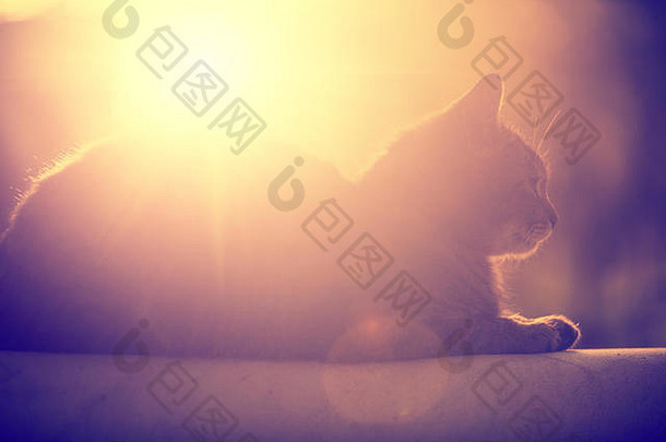 一只猫背靠着太阳躺在户外的剪影。
