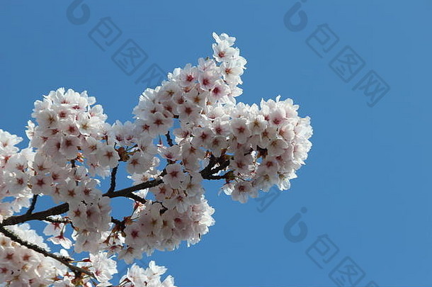 Nieuwerkerk aan den IJssel阳光下的李子树上开着白色和粉色的花朵
