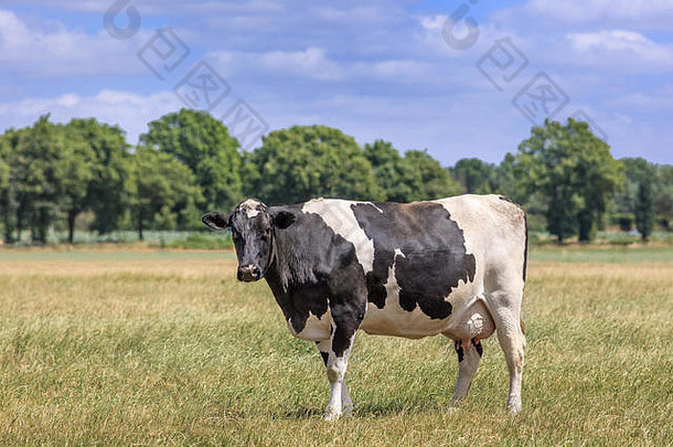 荷兰，背景为森林的绿色草地上的荷斯坦-弗赖斯牛。
