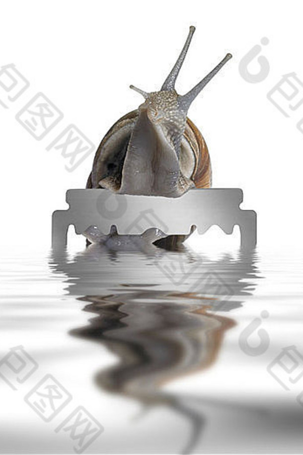 葡萄藤蜗牛伸出白色背部反光水面上的剃须刀片
