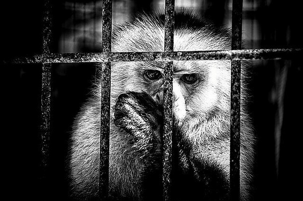 笼子里的猴子吮吸拇指看着观众的黑白图像。