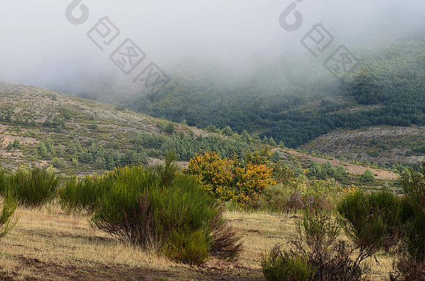 tejera黑山毛榉橡木森林塞拉ayllón瓜达拉哈拉中央西班牙