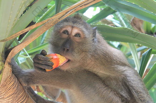 猴子在树上吃水果