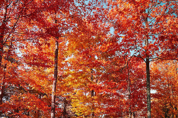 秋天树叶世界结束状态公园福克斯维尔沙利文县宾西法尼亚美国