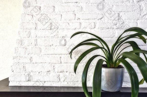 大绿色房子植物现代能木架子上白色砖墙植物斯堪的那维亚风格复古的设计空间文本