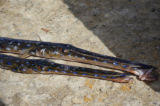 fistulariatabacaria蓝唾沫短号鱼着陆阶段明德角海岸