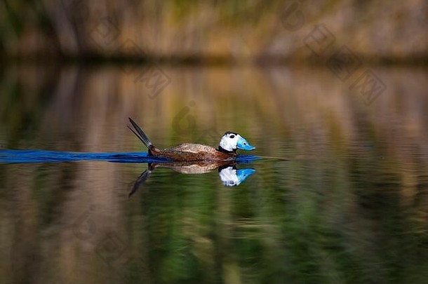 鸭游泳湖可爱的蓝色的宣传鸭绿色水反射绿色自然背景鸭白色领导鸭奥西拉leucocephala