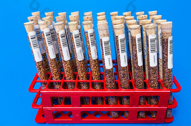 Legume小麦基因修改植物细胞科学