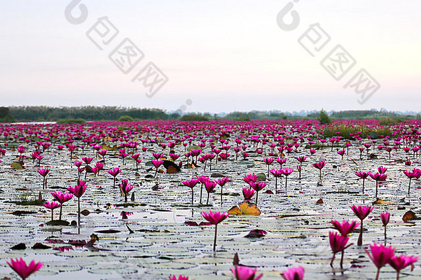 泰国乌顿塔尼睡莲湖