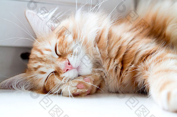 年轻的gingerstripped西伯利亚猫睡觉眼睛关闭