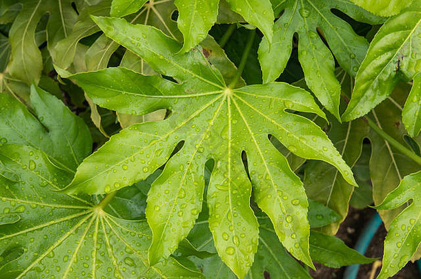 春天，雨水落在造纸植物的叶子上