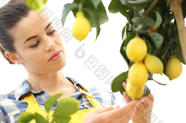 美丽的女人花园选择柠檬树