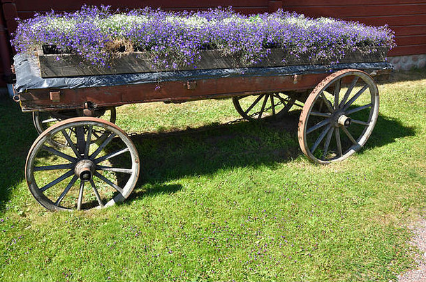 马车很多半边莲花图片北瑞典