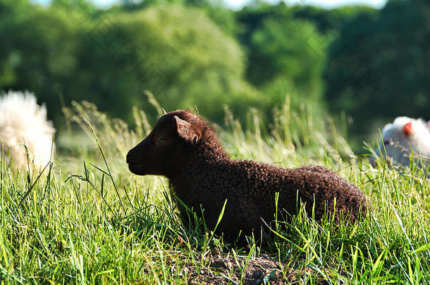 夏天草地上的小羊
