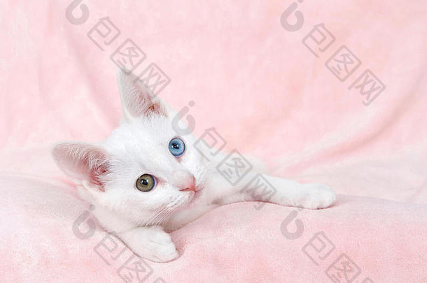 可爱的白色小猫色彩差异odd-eyed蓝色的绿色棕色（的）铺设变形粉红色的毯子横盘整理查看器