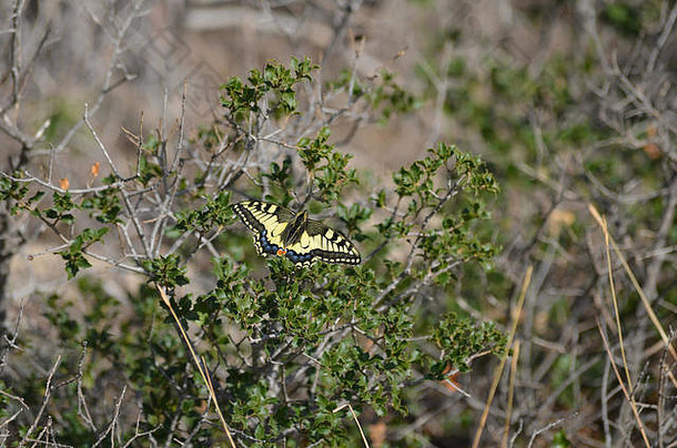 西班牙巴伦西亚Les Rodanes自然保护区的迁徙蝴蝶Papilio machaon