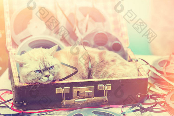 猫躺在一个装有音乐卷轴的手提箱里