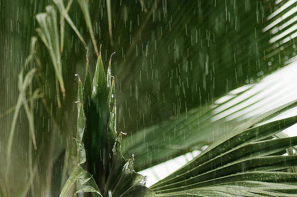 强大的热带雨瀑布叶子棕榈树雨滴可见狭窄的中风位置塞舌尔