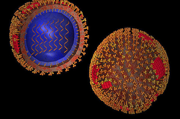 典型人类病毒结构图