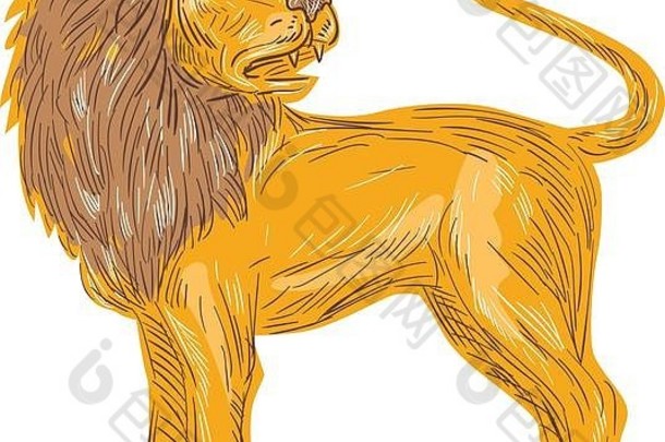 一只愤怒的狮子大猫咆哮的素描式插图，从侧面看，它的牙齿和尖牙向后看