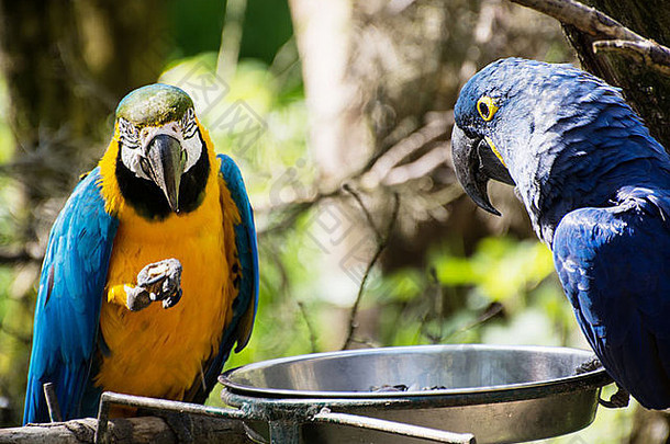 蓝色和黄色的金刚鹦鹉（Ara ararauna）和风信子金刚鹦鹉（Anodorhynchus hyacinthinus）吃种子。